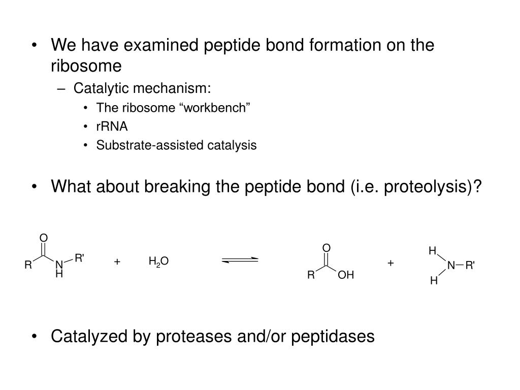 PPT Probing Mechanisms of Peptide Bond Formation & Catalysis Using