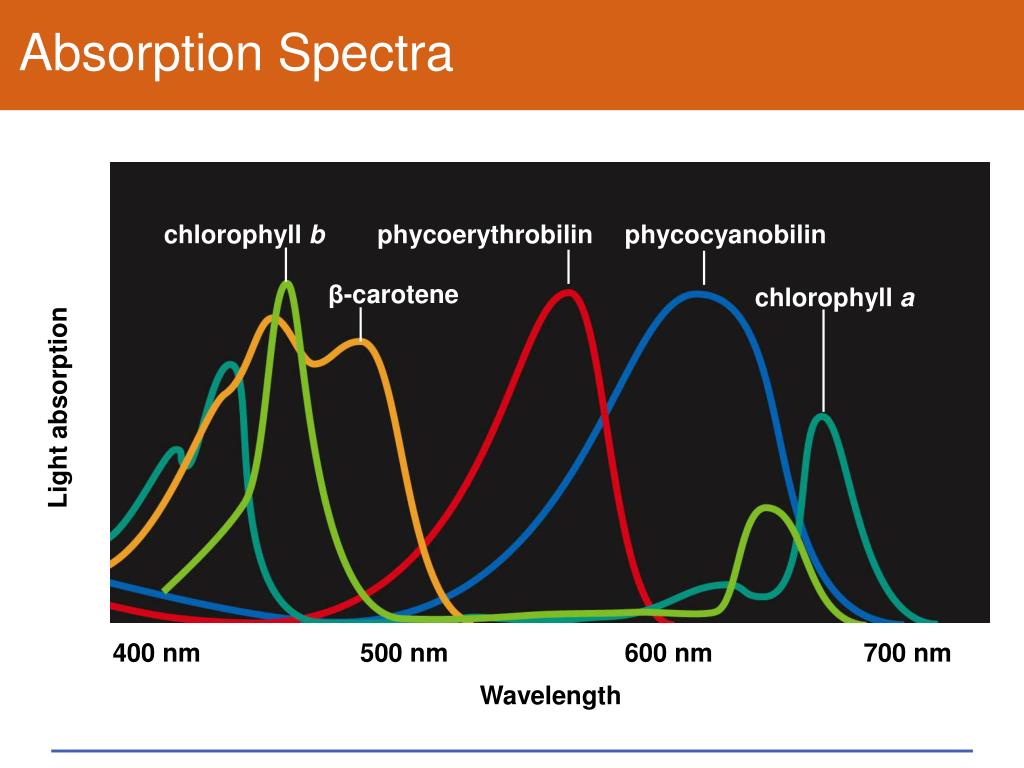 PPT Chapter 6 Where It Starts Photosynthesis PowerPoint Presentation ID918682