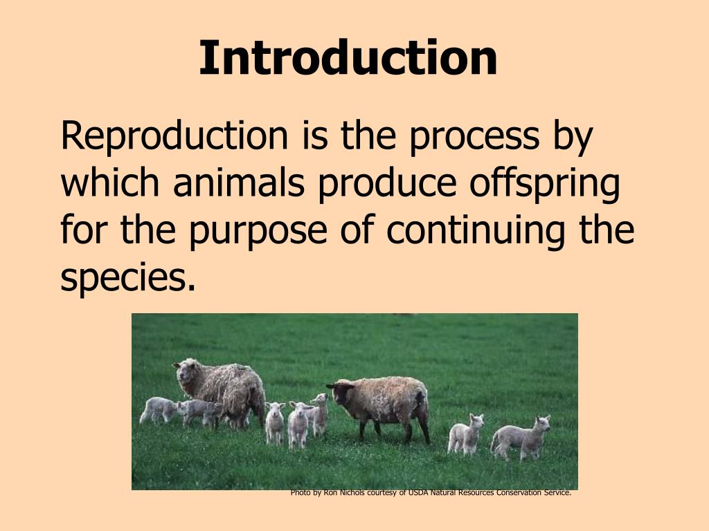 PPT ANIMAL REPRODUCTION PowerPoint Presentation, free download ID