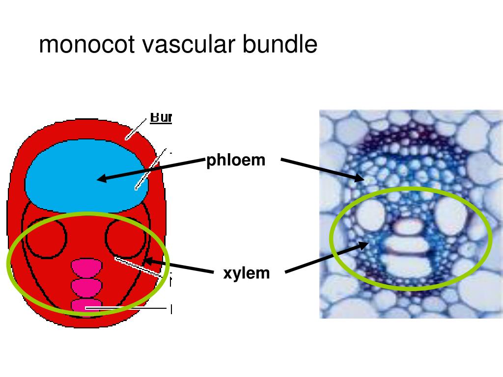 PPT vascular bundles arranged at random throughout stem PowerPoint Presentation ID920379
