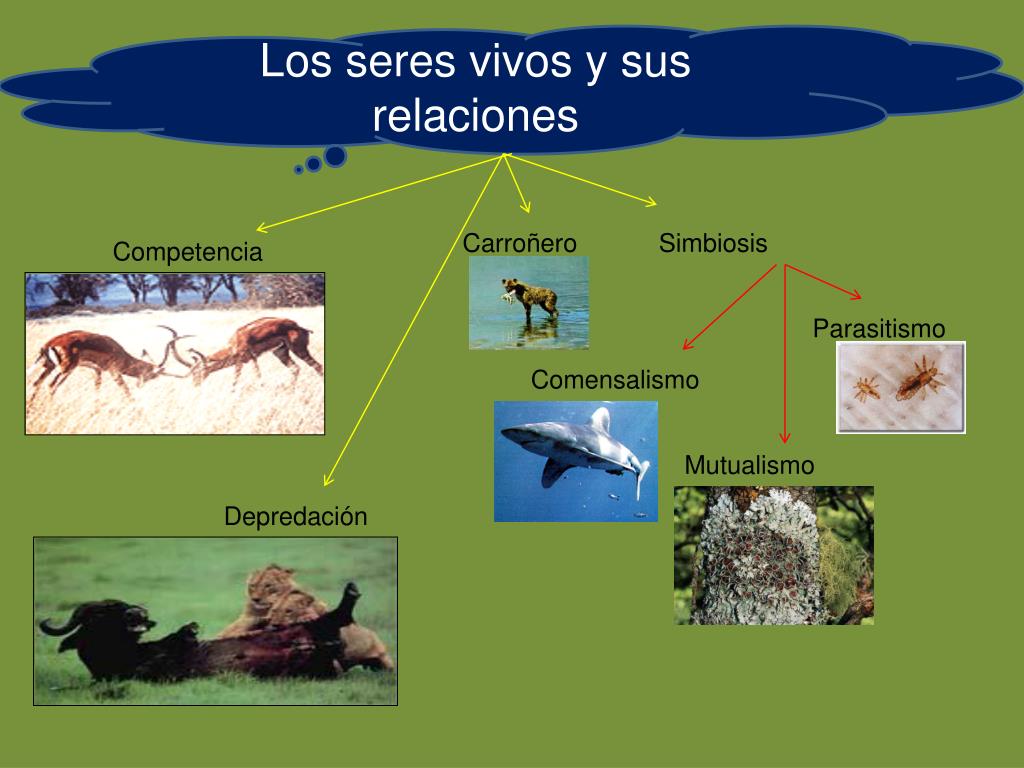 PPT FUNCIONES VITALES DE LOS SERES VIVOS PowerPoint Presentation