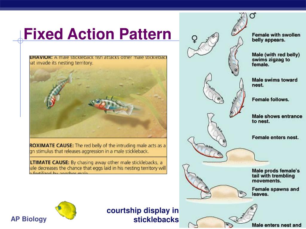 PPT Animal Behavior PowerPoint Presentation, free download ID927698