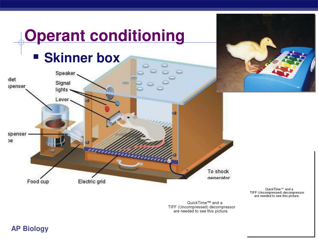 PPT Animal Behavior PowerPoint Presentation, free download ID927698