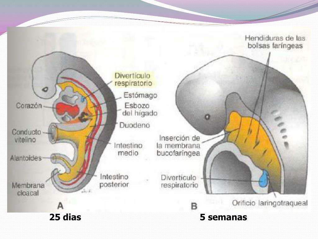 PPT Desarrollo embriológico del sistema respiratorio PowerPoint
