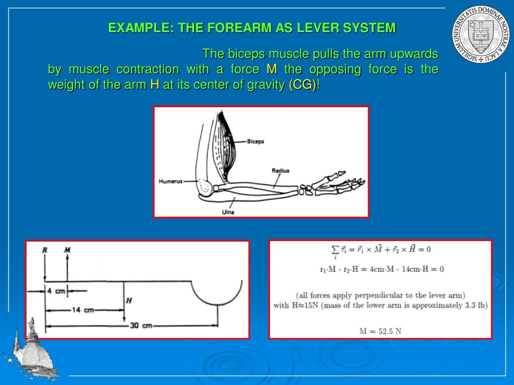 PPT 1. THE MECHANICS OF THE BODY PowerPoint Presentation, free