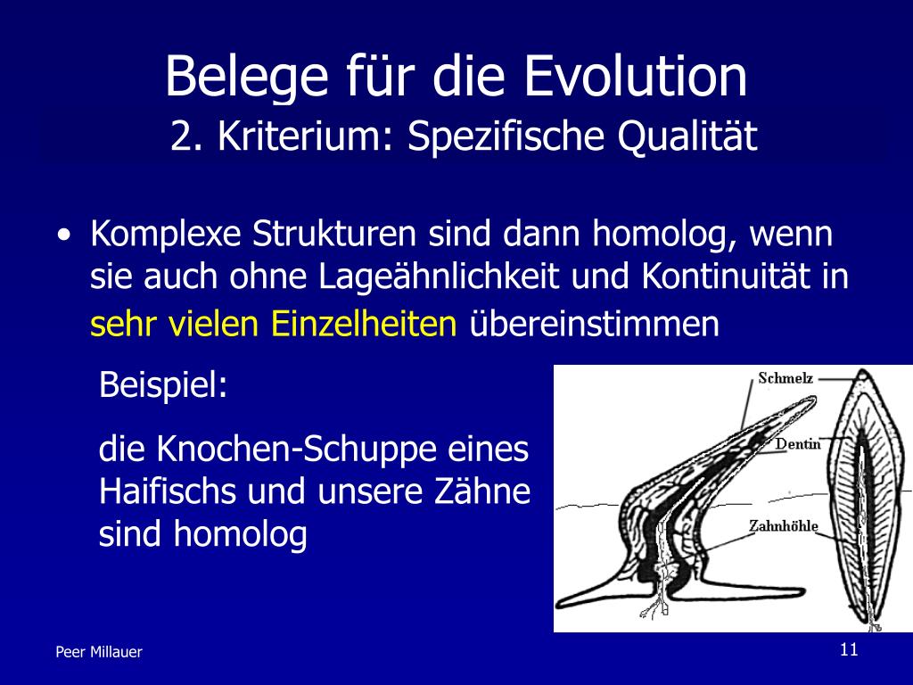 PPT Belege für dieEvolution PowerPoint Presentation, free download