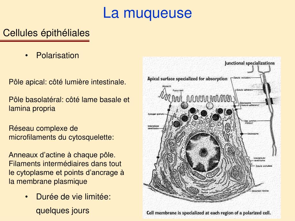 PPT M2 Infectiologie Cellulaire et Moléculaire, Vaccinologie Module 5