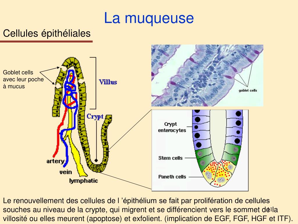 PPT M2 Infectiologie Cellulaire et Moléculaire, Vaccinologie Module 5