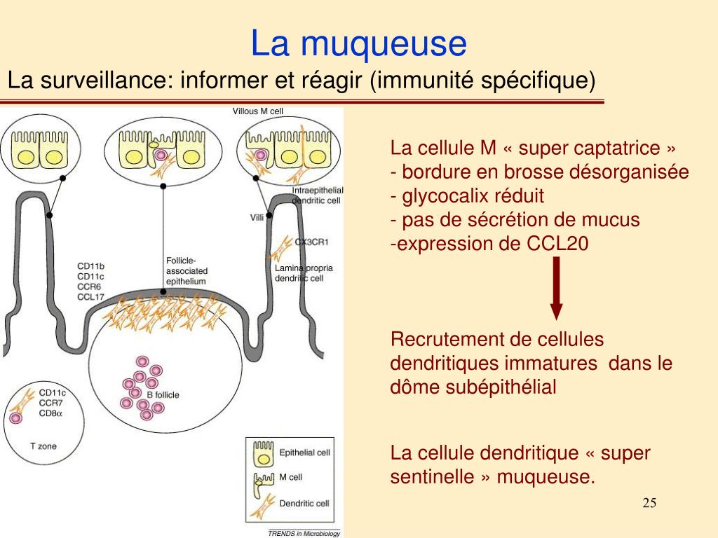 PPT M2 Infectiologie Cellulaire et Moléculaire, Vaccinologie Module 5