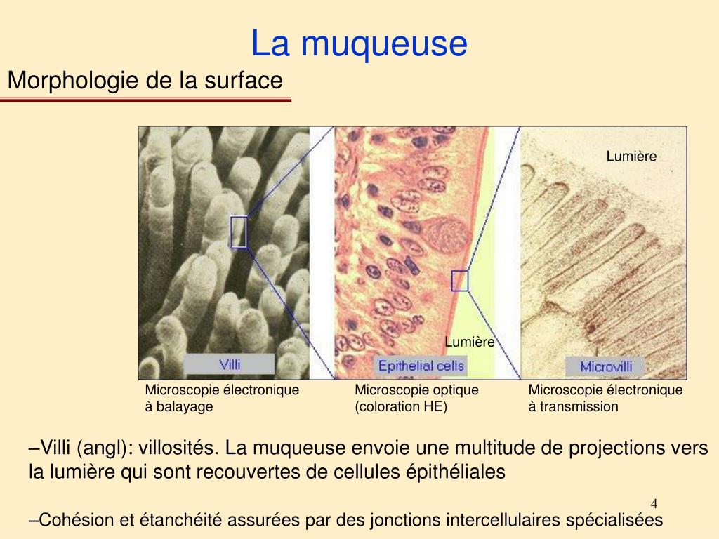 PPT M2 Infectiologie Cellulaire et Moléculaire, Vaccinologie Module 5