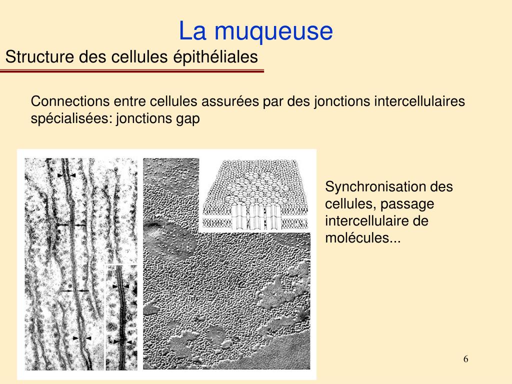 PPT M2 Infectiologie Cellulaire et Moléculaire, Vaccinologie Module 5