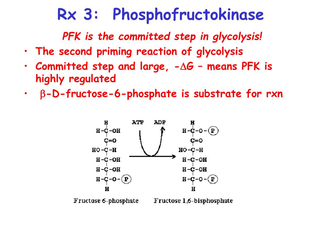 PPT Glycolysis PowerPoint Presentation, free download ID945671