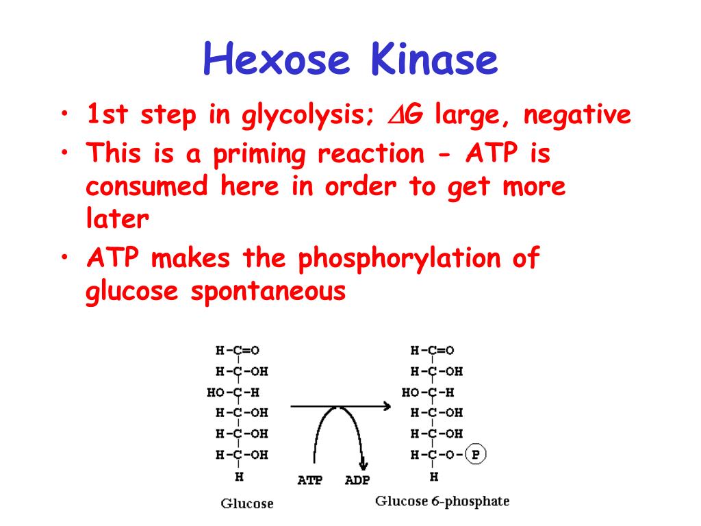 PPT Glycolysis PowerPoint Presentation, free download ID945671