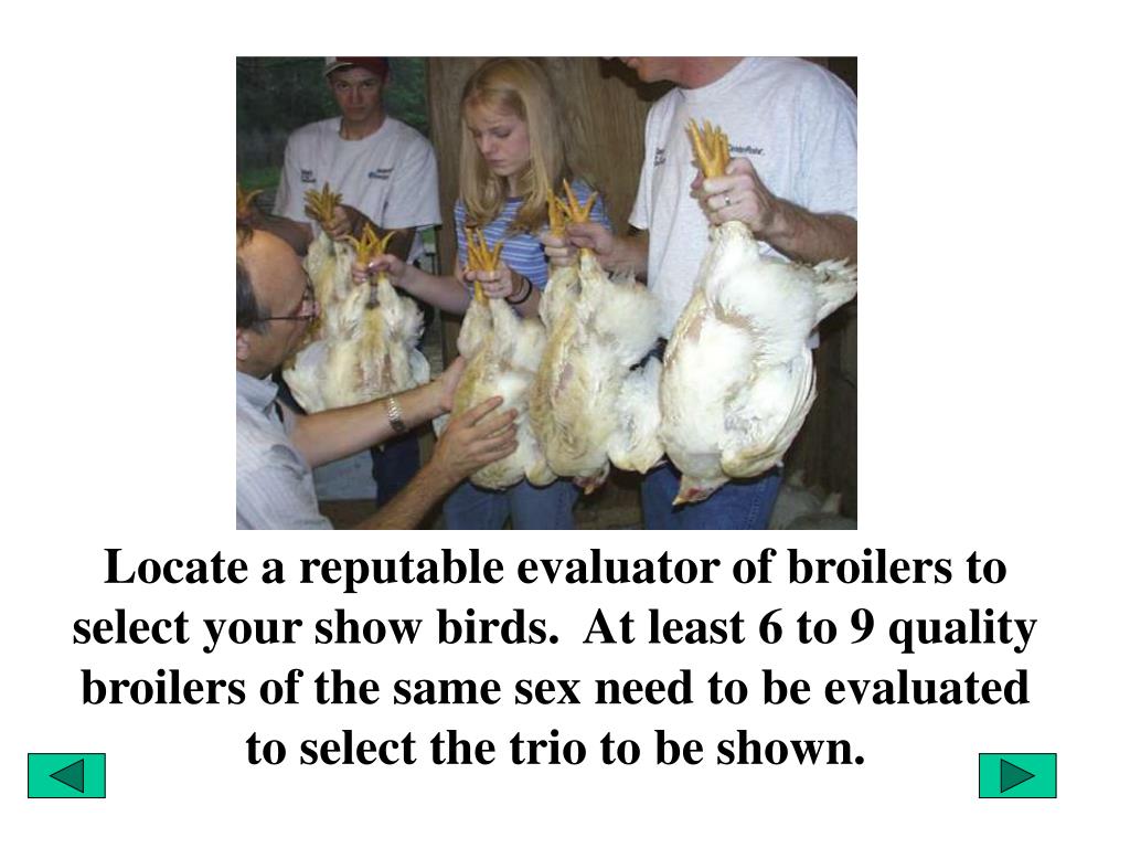 PPT 2004 Houston Livestock Show & Rodeo Raising Broiler Chickens