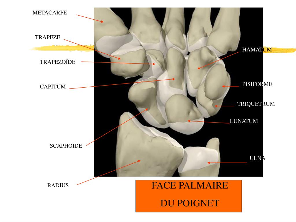 PPT LES ASPECTS PHYSIOLOGIQUES ET ANATOMIQUES DE L’APPAREIL