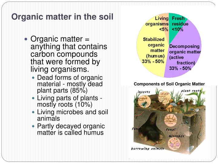 PPT Soil Microbiology PowerPoint Presentation ID966927