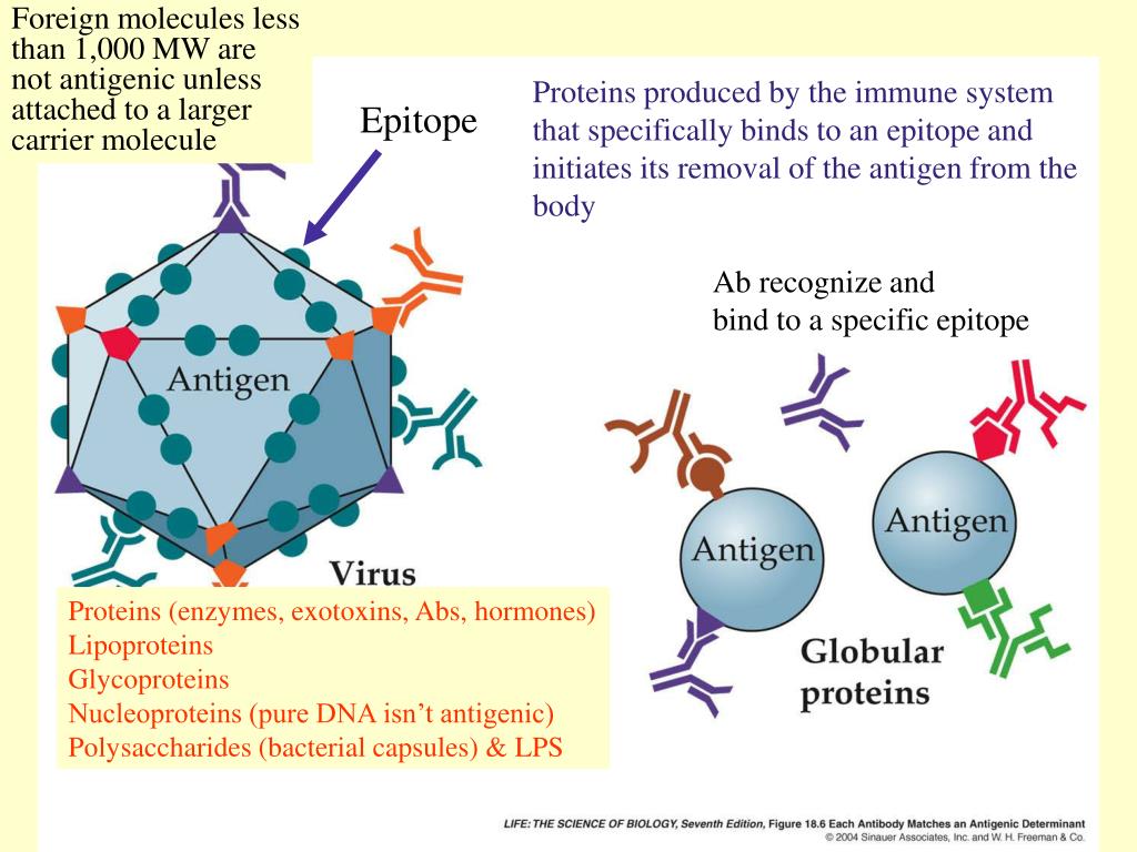PPT Specific Immunity PowerPoint Presentation, free download ID970155