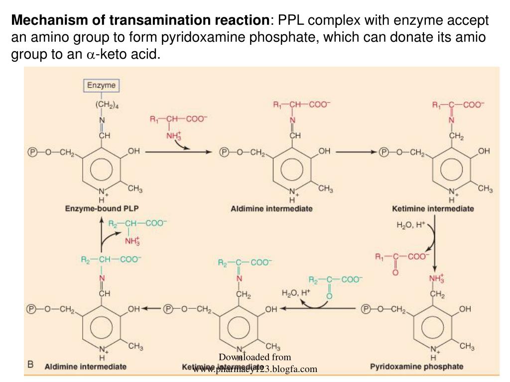 PPT AMINO ACID METABOLISM PowerPoint Presentation, free download ID