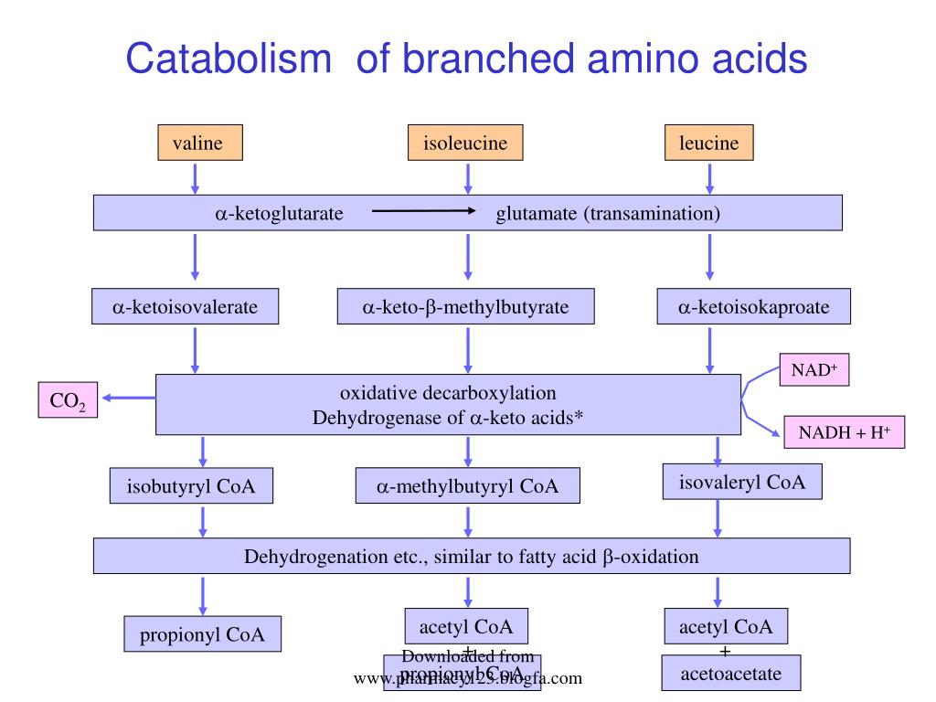 PPT AMINO ACID METABOLISM PowerPoint Presentation, free download ID970694