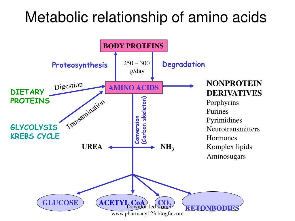 PPT AMINO ACID METABOLISM PowerPoint Presentation, free download ID