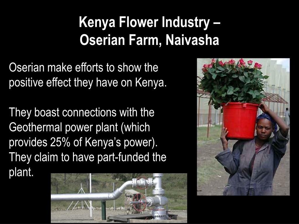 PPT Kenya Flower Industry Oserian Farm, Naivasha PowerPoint