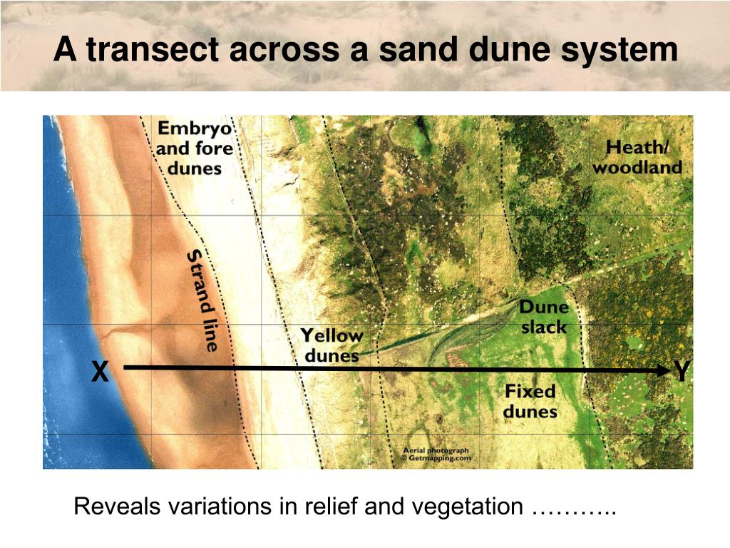 PPT Higher Geography Biosphere Vegetation Succession Sand Dunes