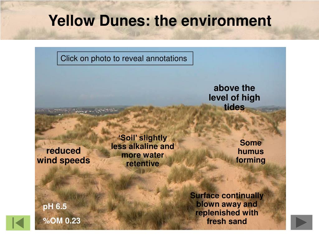 PPT Higher Geography Biosphere Vegetation Succession Sand Dunes