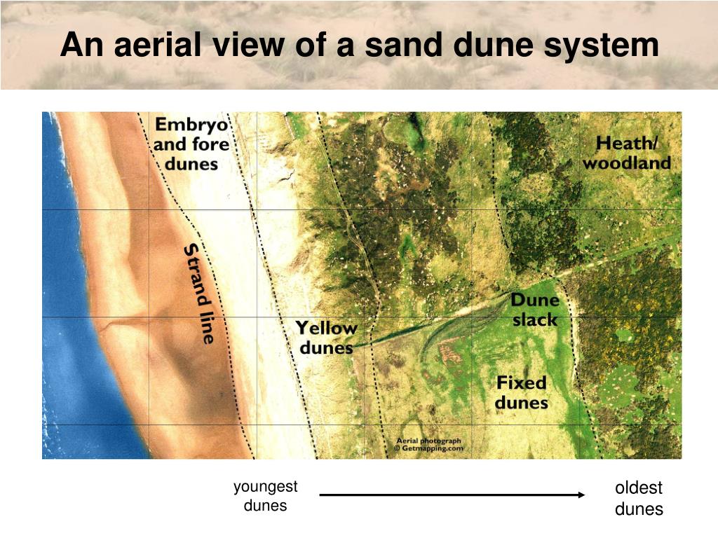 PPT Higher Geography Biosphere Vegetation Succession Sand Dunes