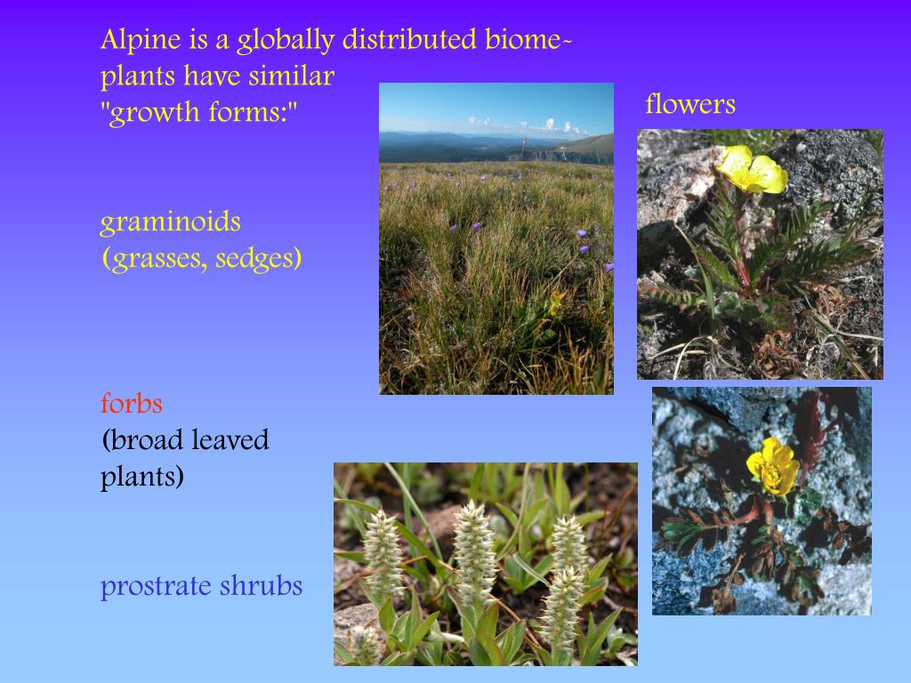 PPT Alpine Vegetation reference Körner, Ch. 1999. Alpine Plant Life