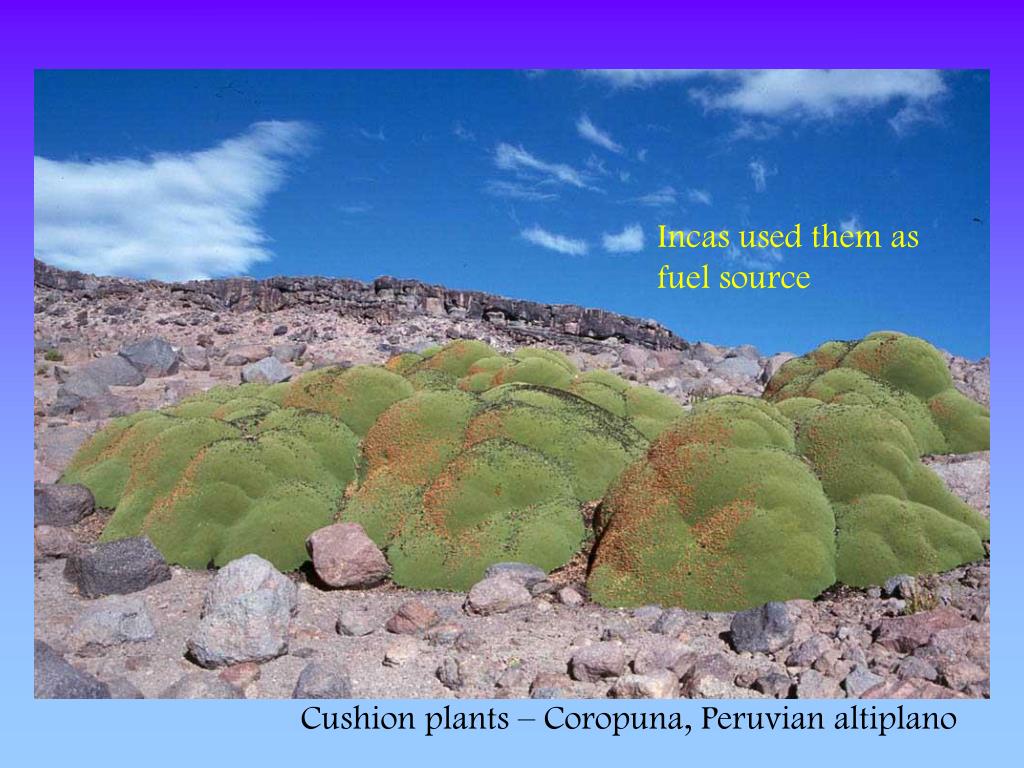 PPT Alpine Vegetation reference Körner, Ch. 1999. Alpine Plant Life