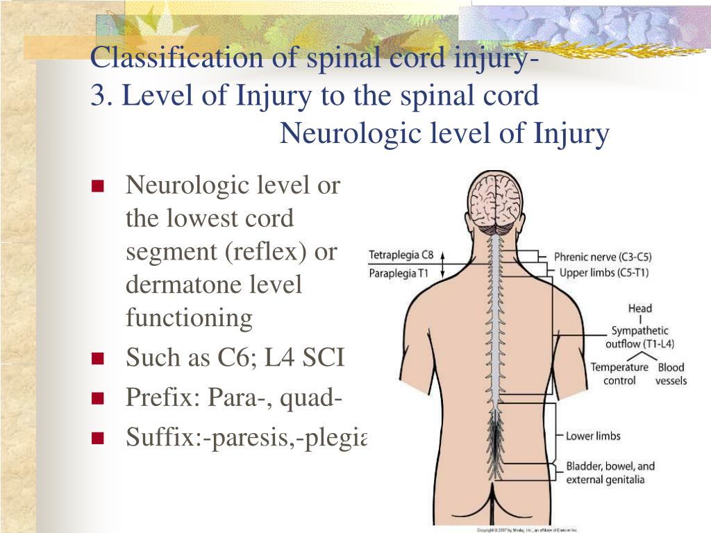 PPT Traumatic Spinal Cord Injury PowerPoint Presentation, free
