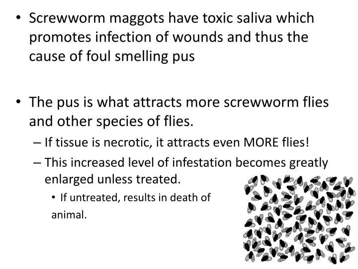 PPT Cochliomyia hominivorax Screwworm PowerPoint Presentation ID978453