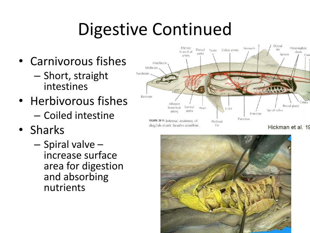 (PDF) Book Anatomy and Physiology of Fishes