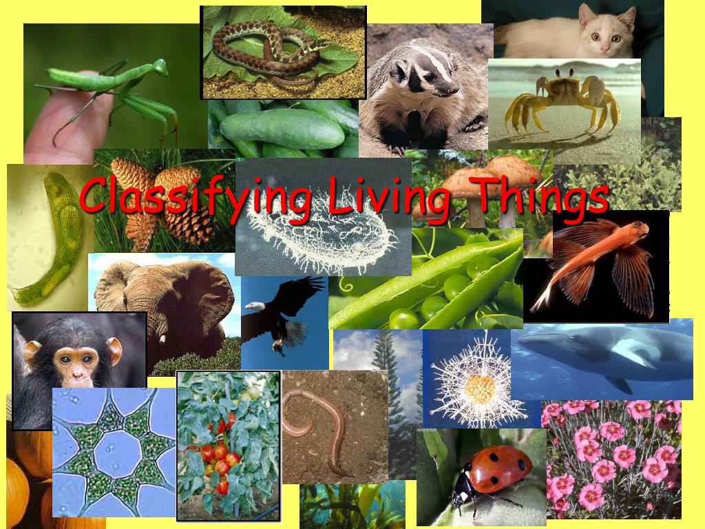 PPT Classifying Living Things PowerPoint Presentation, free download
