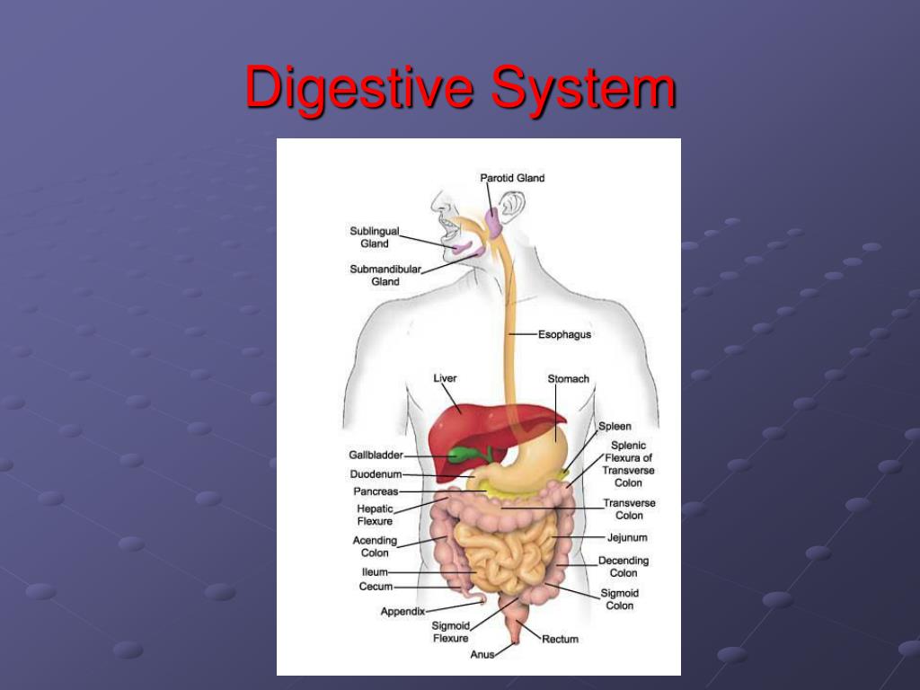 PPT Chapter 1 Human Anatomy PowerPoint Presentation, free download