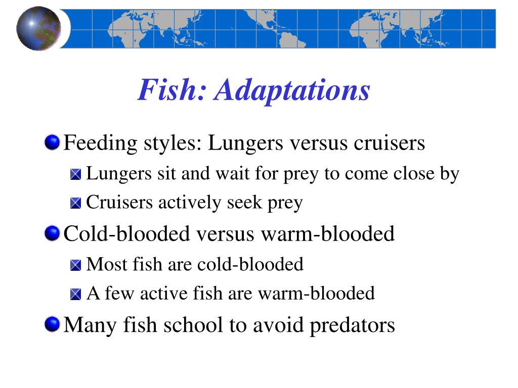 PPT Chapter 14 Animals of the Pelagic Environment PowerPoint
