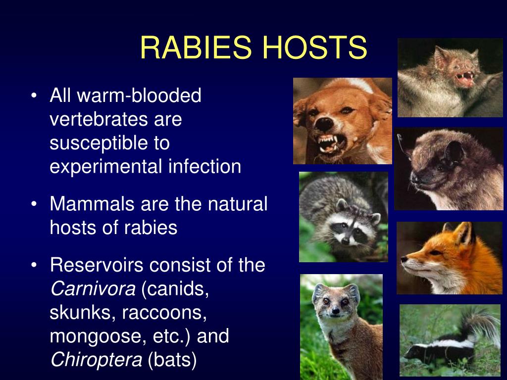 PPT HUMAN RABIES PREVENTION PROPHYLAXIS MANAGEMENT PowerPoint