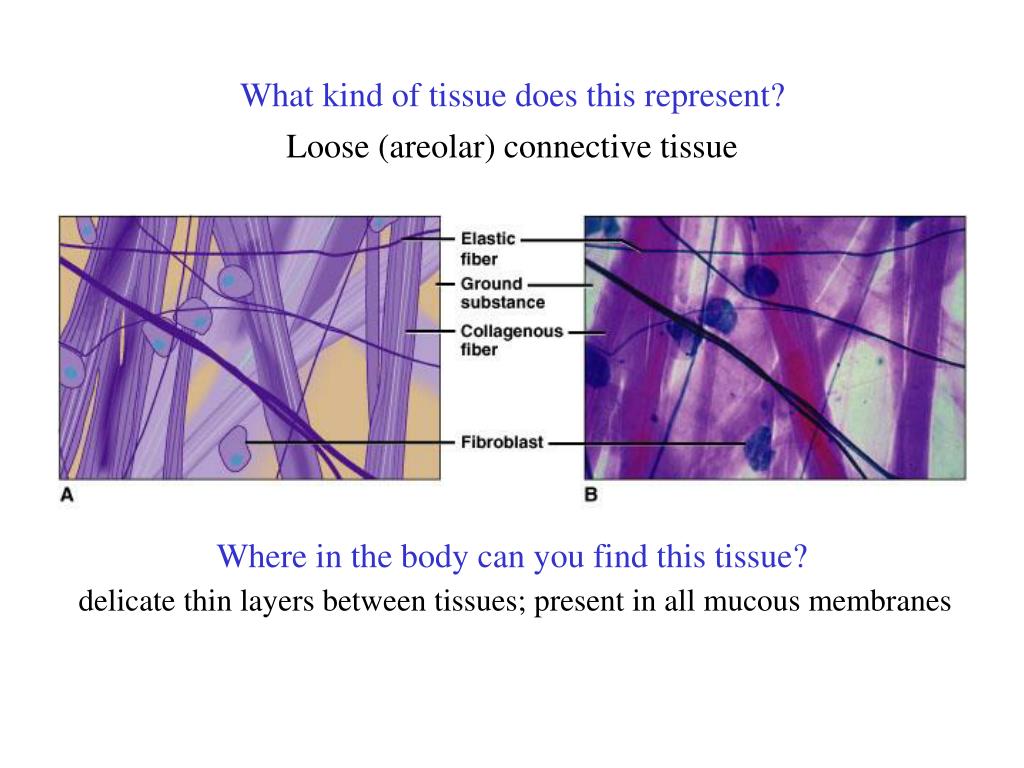 PPT The following types of connective tissue are covered in this