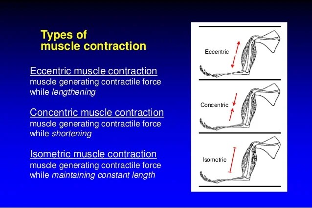 Neuromuscular plasticity in quadriceps functions in