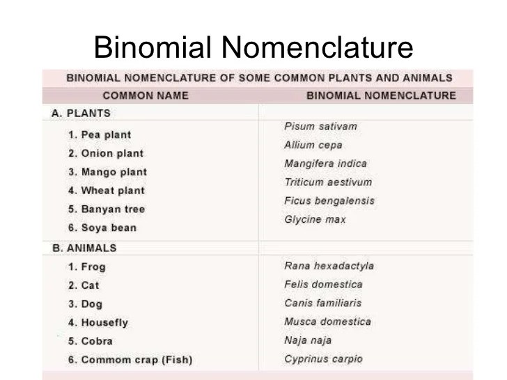02 taxonomy
