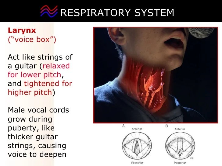 03 respiratory system2