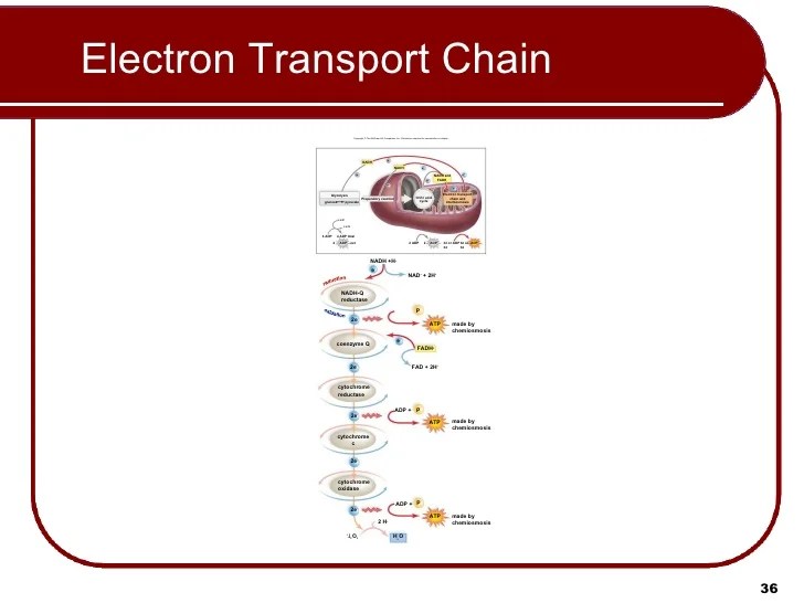 08 Lecture Animation Ppt