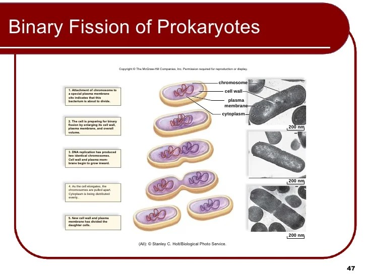 Binary fission in bacteria ppt