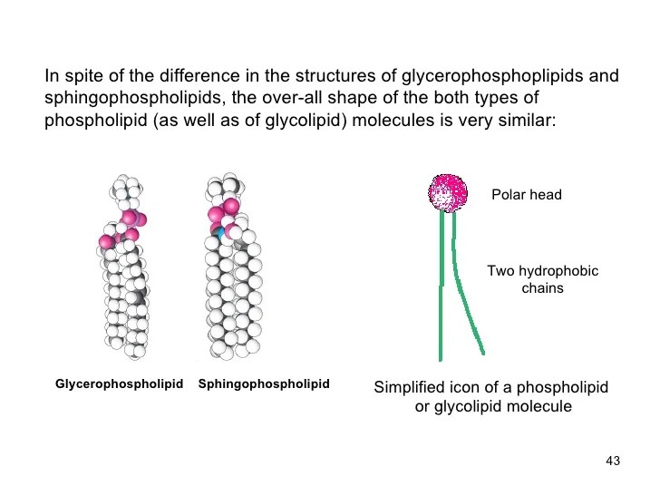 11 lipids