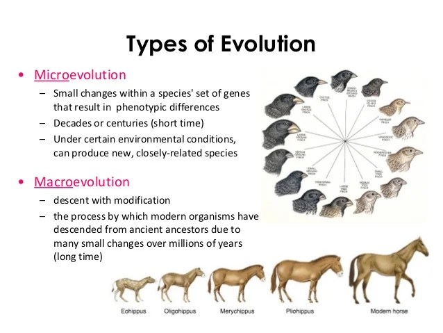 Patterns of Evolution
