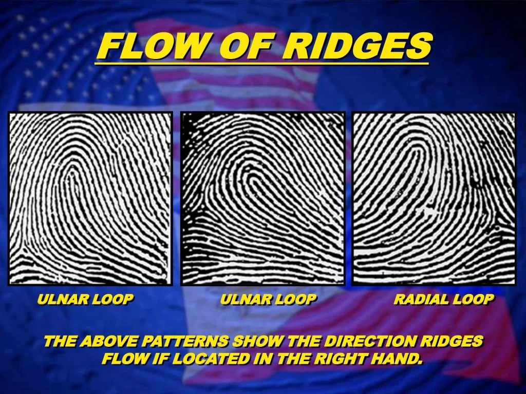 Fingerprint Classification Loop Patterns