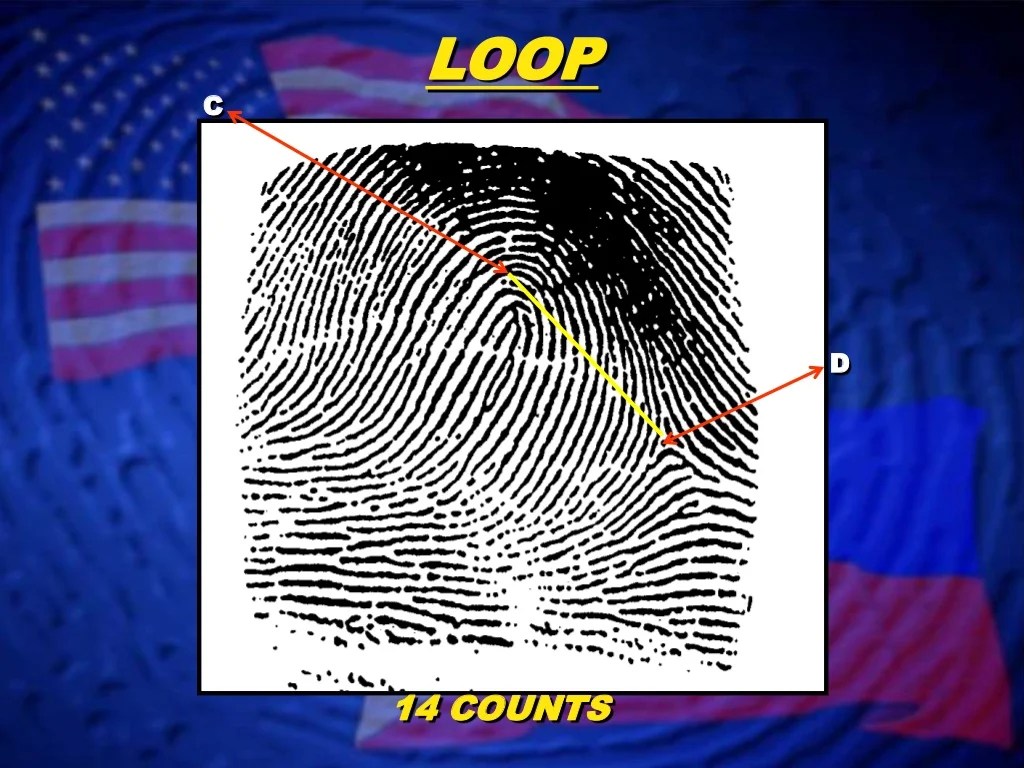 Fingerprint Classification Loop Patterns