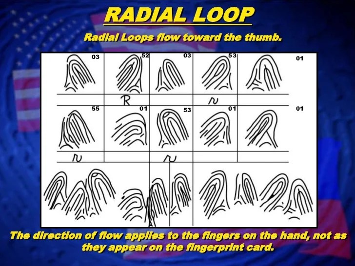 Fingerprint Classification Loop Patterns