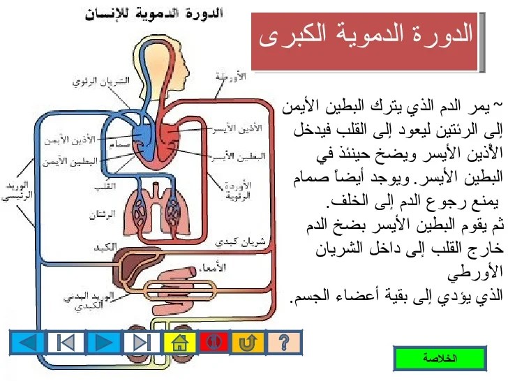 من اين تبدا الدورة الدموية الكبرى إسألنا
