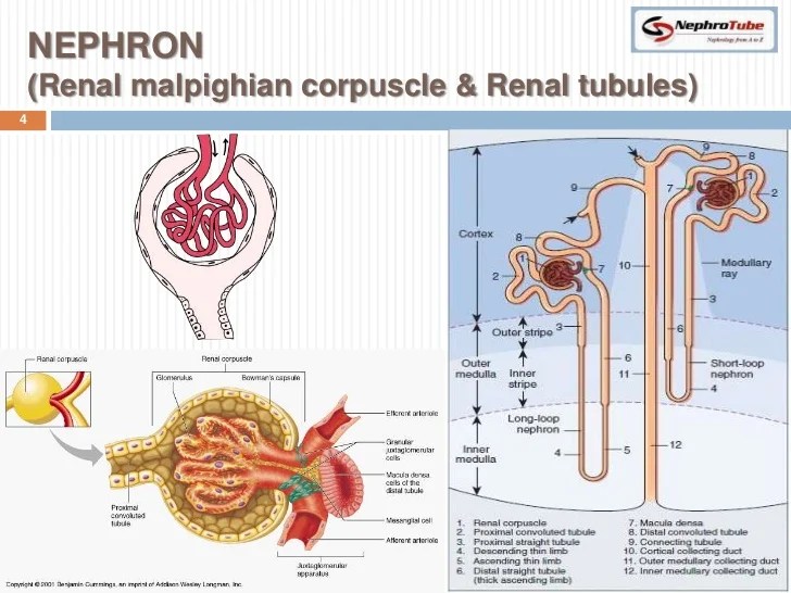 Renal Physiology (II) Glomerular Structure & Filtration